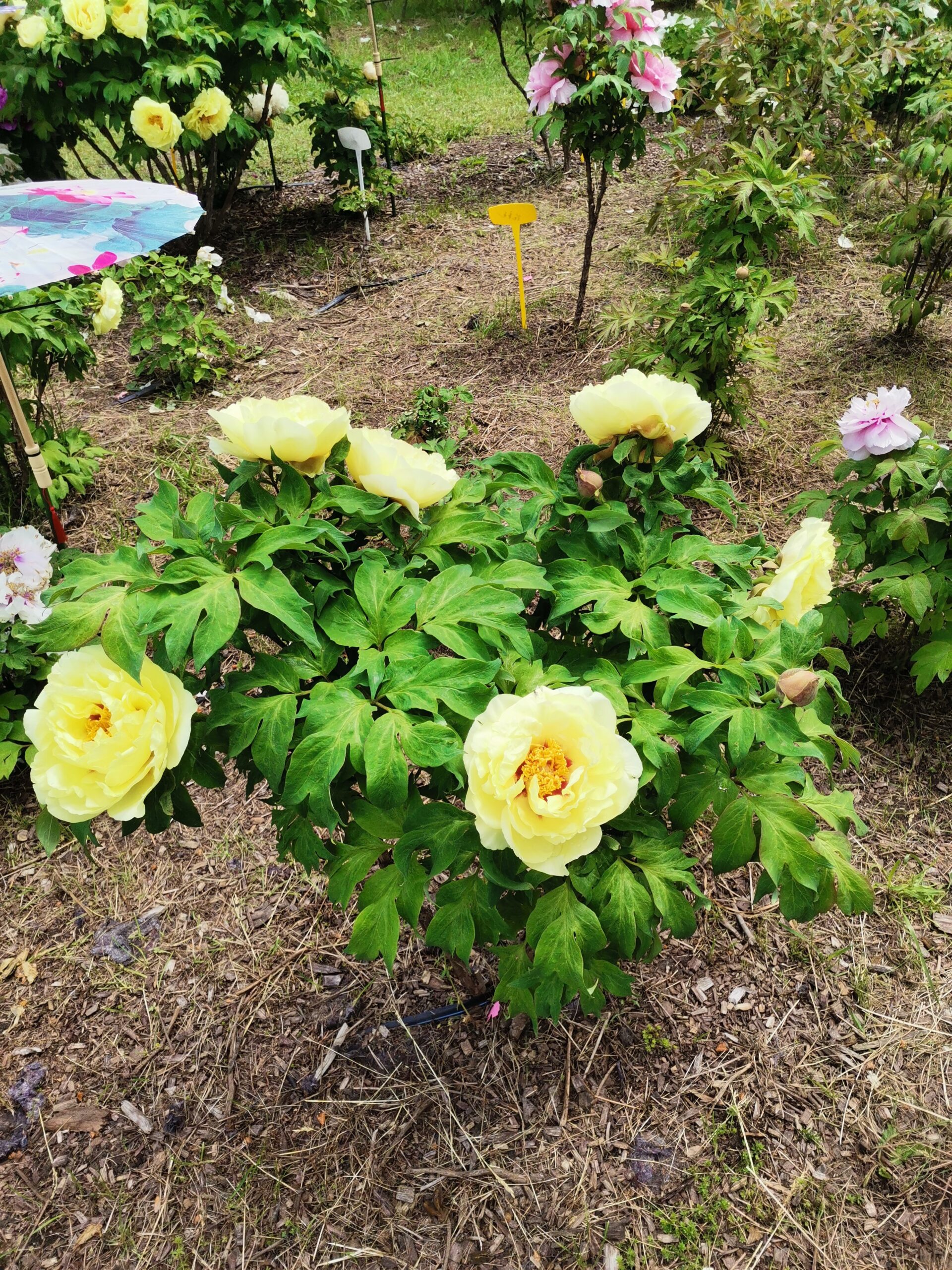 IMG_20240526_120937