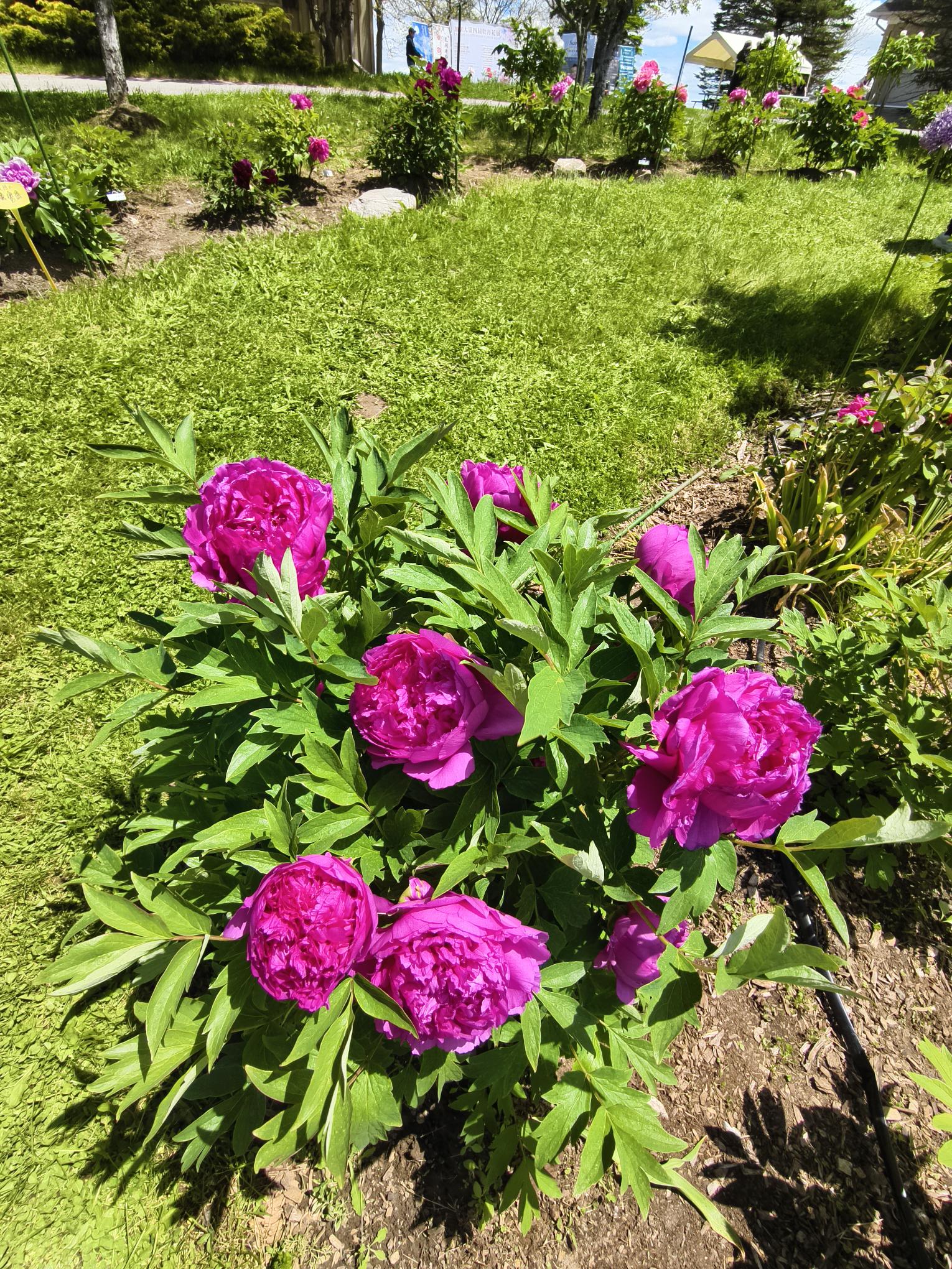 IMG_20250601_133513