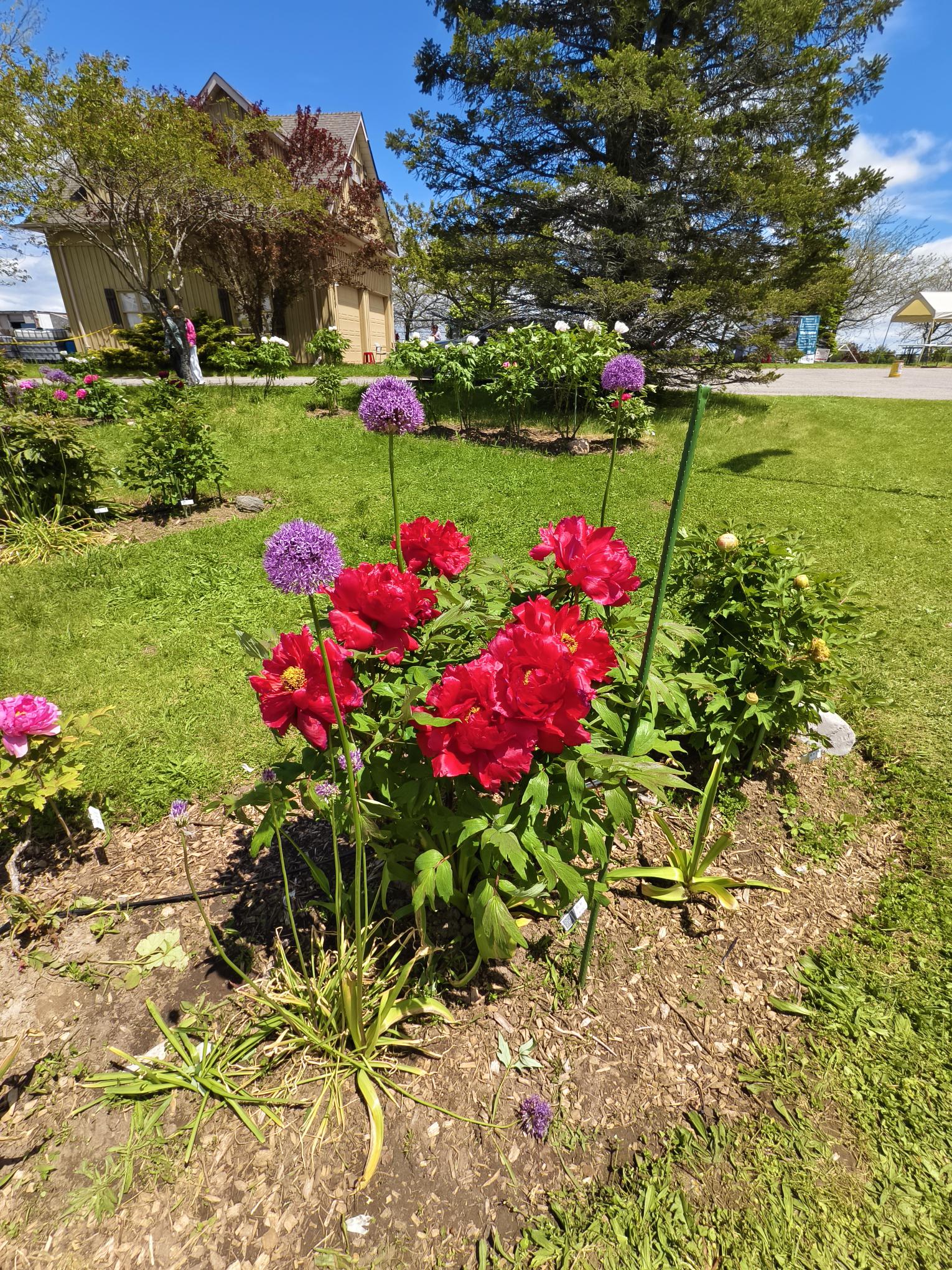 IMG_20250601_133706