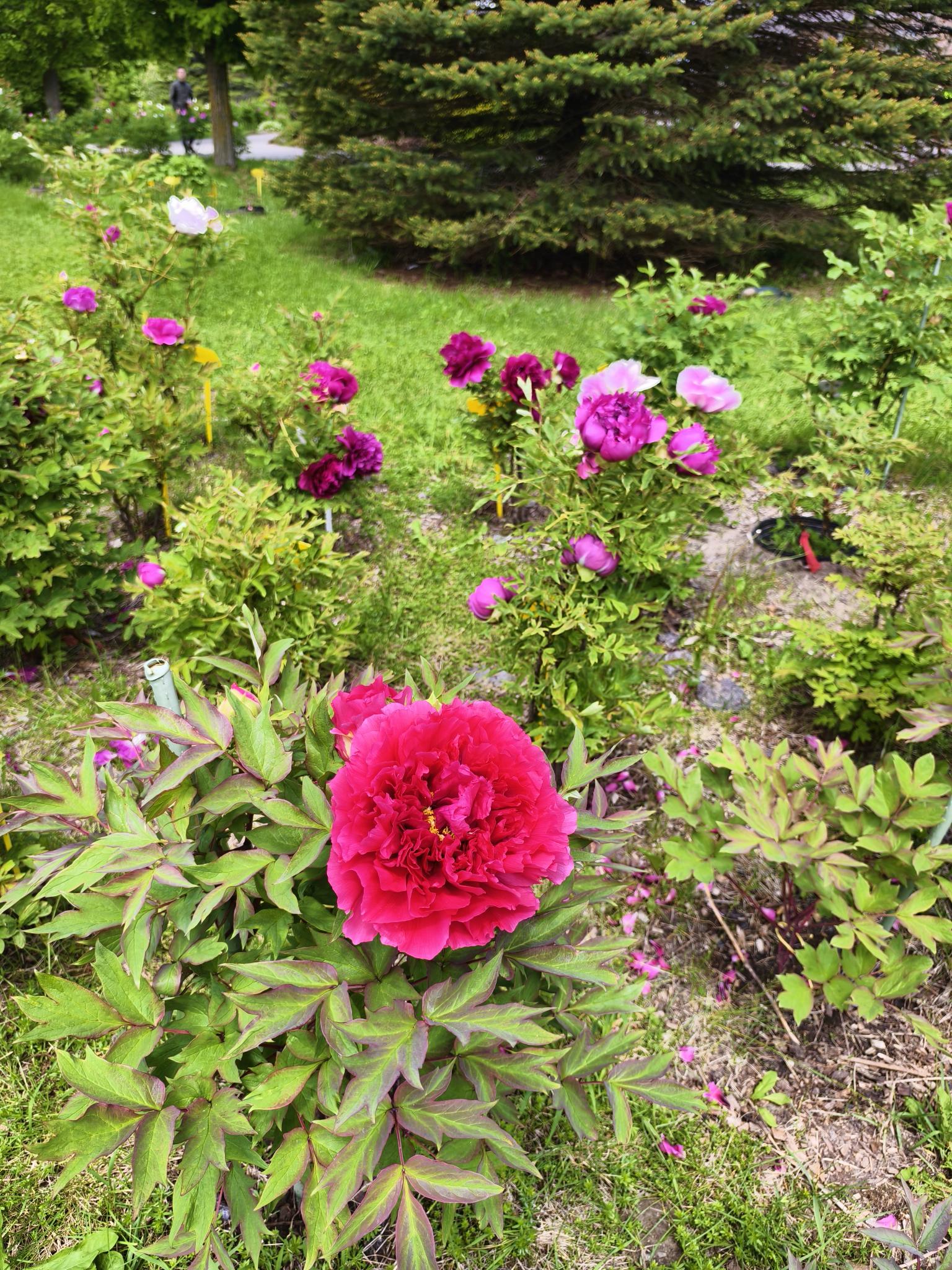 IMG_20250601_134451